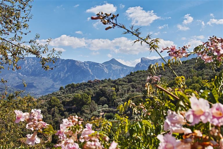 Mandelblüte auf Mallorca ©Jareck/istock